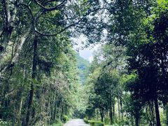 -姑婆山旅游区