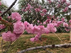 -天适樱花悠乐园