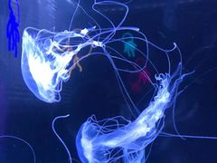 -珠海长隆海洋王国