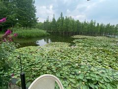 -白鹭湾湿地公园