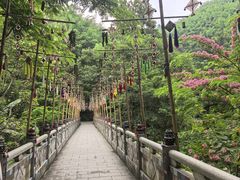 -西双版纳原始森林公园