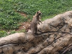 -东莞香市动物园