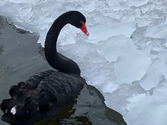 -春风习习