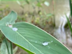 -桤木河湿地公园