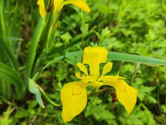 -眉山湿地公园(东坡区)