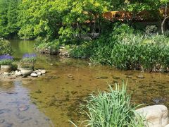 -深圳仙湖植物园