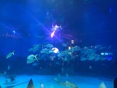 -烟台海昌鲸鲨海洋公园