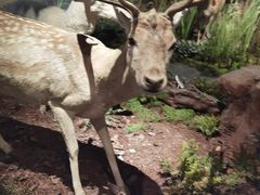 -陕西自然博物馆