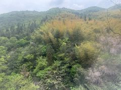 -天目山大树王景区