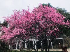 -无锡梅园公园