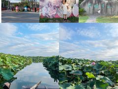 -荷塘月色湿地公园·向阳花洲