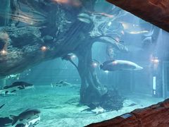 -华夏文旅海洋公园