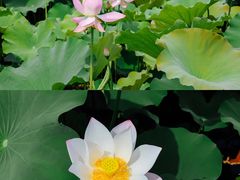 -绍兴镜湖国家城市湿地公园