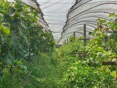 -马陆小张葡萄园农家乐