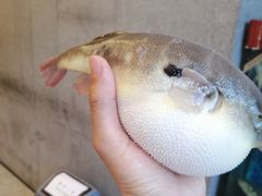 肆月河豚-肆月河豚·新淮扬(金融街店)