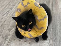 -喵屿·大理花园猫咖