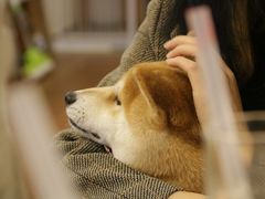 -豆柴町-柴犬主题狗咖(红鼎国际C座店)