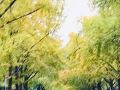 -三里屯东五街银杏大道