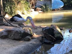 -费瑟代尔野生动物园