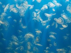 -成都浩海立方海洋公园