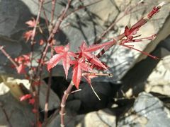 -叠溪松坪沟景区