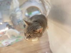 -COLOR PETS 撸猫馆·购猫·猫咖(长风大悦城店)