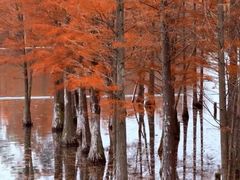 -白鹭湾湿地公园