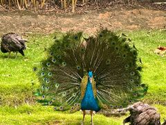 -深圳野生动物园