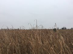 -漩门湾国家湿地公园