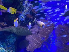 -上海海洋水族馆