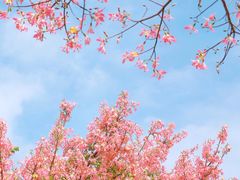 -风云岭森林公园