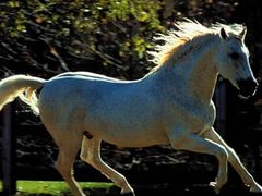 -松声马术俱乐部