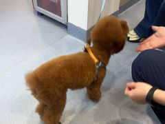 -宠物星动物医院·眼科·异宠·猫科(江南大道总院)