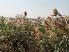 -芒洲湿地公园