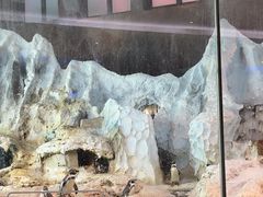 -帝企鹅自助餐厅•儿童岛•真企鹅(长隆企鹅酒店)