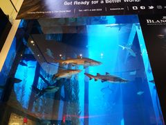 -迪拜水族馆及水下动物园