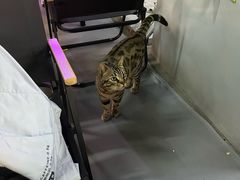 -本色.小马哥烧烤(无锡九里仓店)