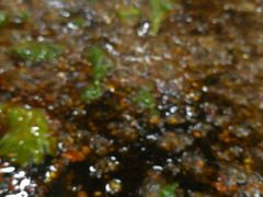 -刘胖娃鱼庄·特色肥肠鱼(杨家坪店)