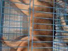 -Husky Go! 哈士奇体验馆·宠物咖啡厅狗咖