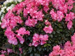 -双季花艺园艺市场(浦东店)