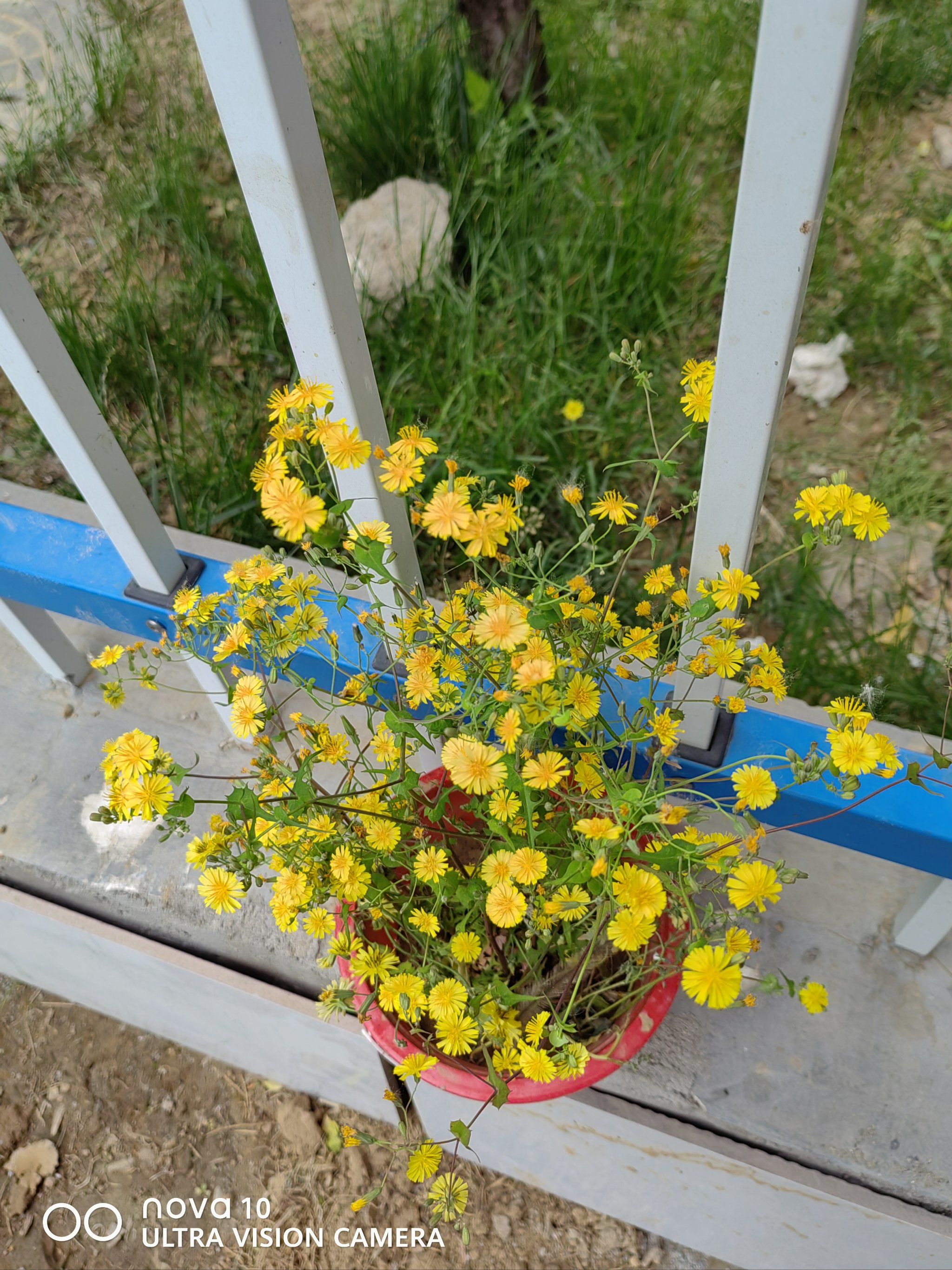 路边的野花,小黄花,你知道他的名字吗?