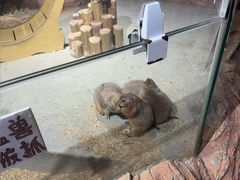 -正佳雨林生态植物园