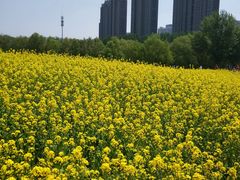 -长白岛森林公园