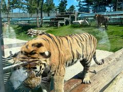 -西霞口神雕山野生动物世界