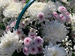 -花鸟鱼虫鲜花绿植市场(玉泉路店)