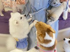 -怪兽屋·羊驼·猫咖·狗咖(俊华广场店)