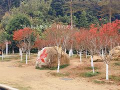 -广州市帽峰山景区