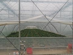 -喜杨洋草莓采摘园