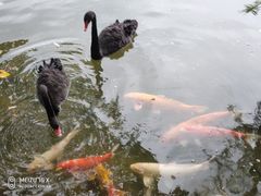 -茵特拉根酒店·西餐厅