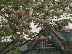-武汉大学-樱园